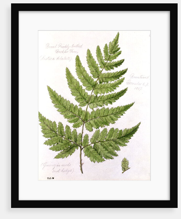 Broad Prickly-toothed Buckler Fern by William James Linton