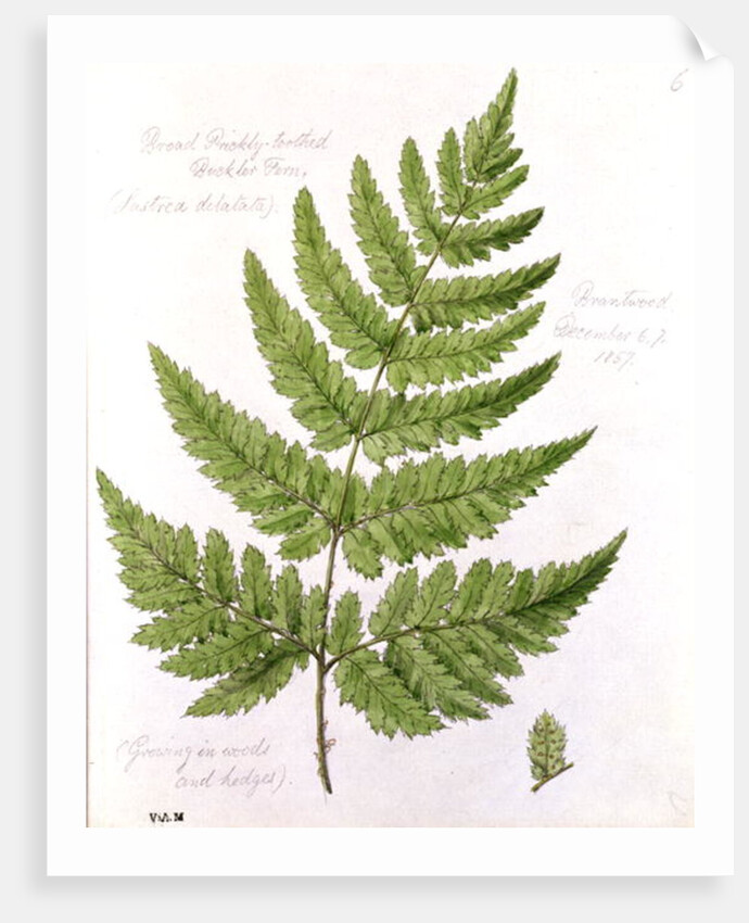 Broad Prickly-toothed Buckler Fern by William James Linton