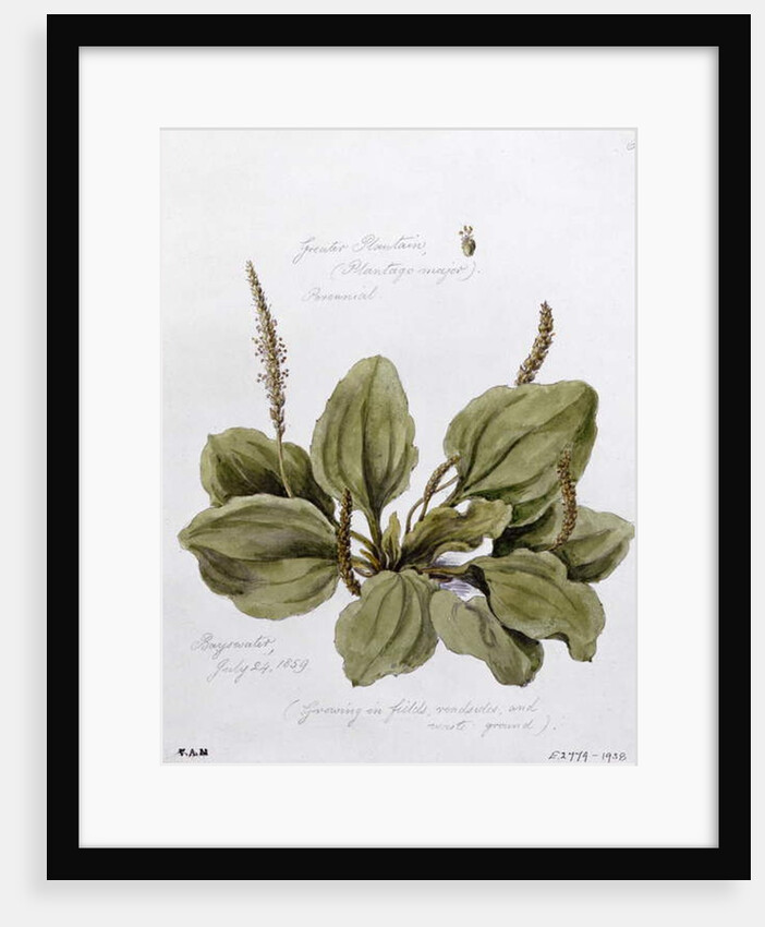 Greater Plantain, painted at Bayswater, 24th July 1859 by William James Linton