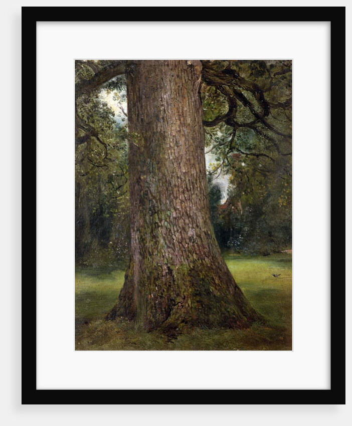 Study of the Trunk of an Elm Tree, c.1821 by John Constable