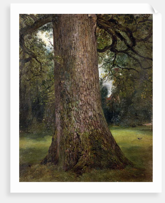Study of the Trunk of an Elm Tree, c.1821 by John Constable