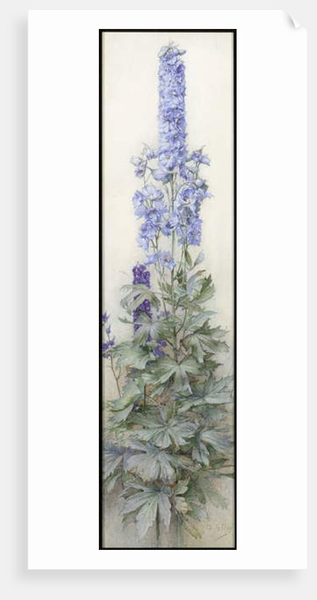 Delphiniums, c.1920 by James Valentine Jelley