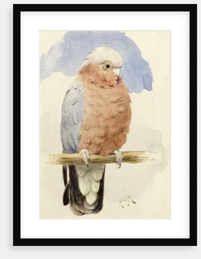 A Rose Breasted Cockatoo, c.1890 by Henry Stacy Marks