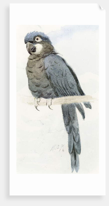 Hyacinth Macaw, c.1890 by Henry Stacy Marks