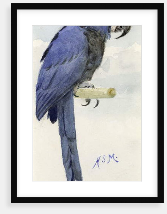Hyacinth Macaw, c.1890 by Henry Stacy Marks