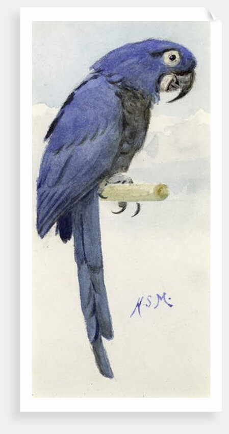 Hyacinth Macaw, c.1890 by Henry Stacy Marks