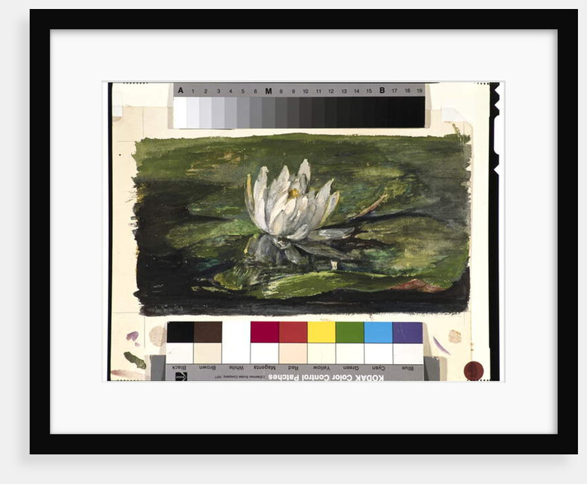 Water Lily in Sunlight, 1881 by John La Farge or Lafarge
