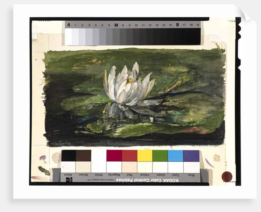 Water Lily in Sunlight, 1881 by John La Farge or Lafarge