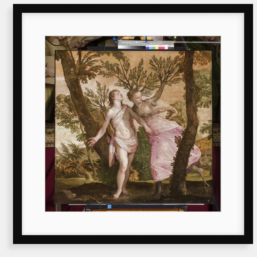 Apollo and Daphne, c.1560-65 by Veronese