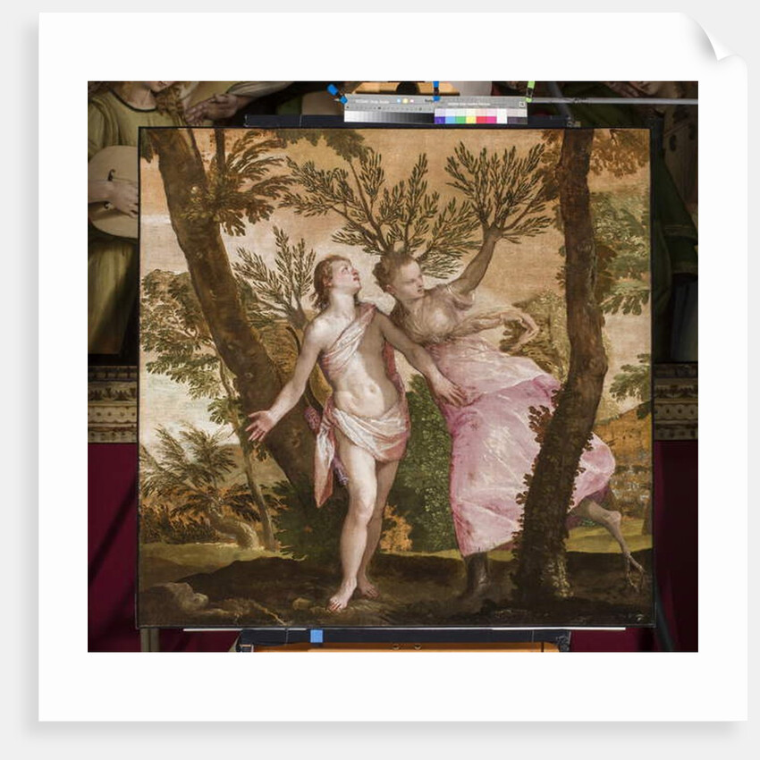Apollo and Daphne, c.1560-65 by Veronese