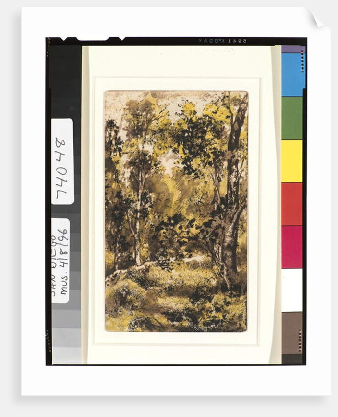 Forest Scene, 1901-15 by Ralph Albert Blakelock
