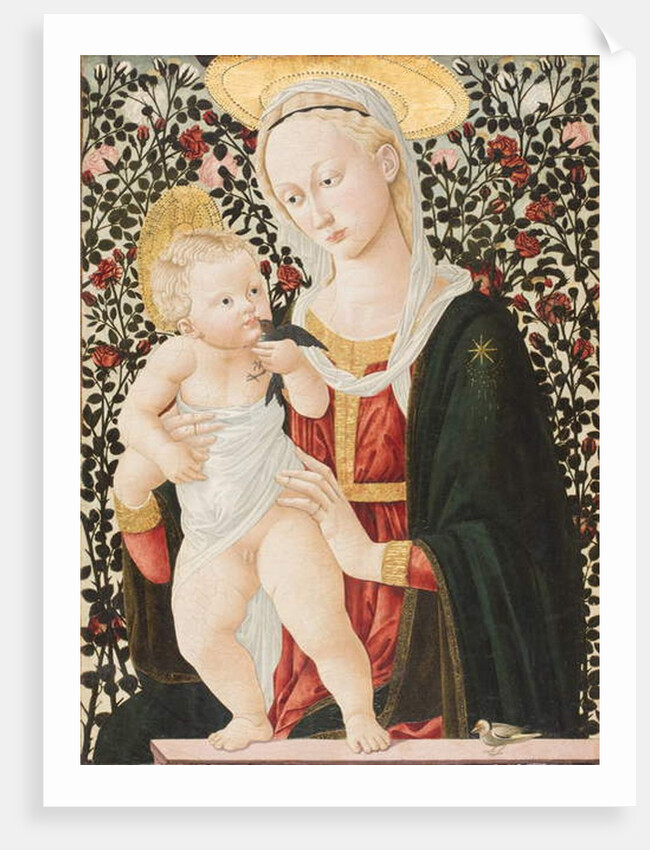 Madonna of the Roses, c.1485-90 by Pseudo Pier Francesco Fiorentino