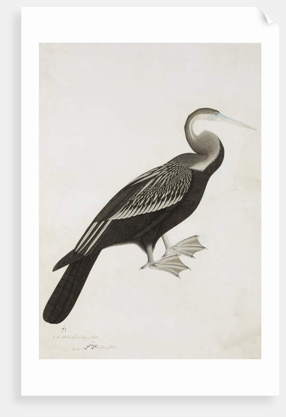 The Indian Darter or Snake-bird, c.1780 by Das Bhawani