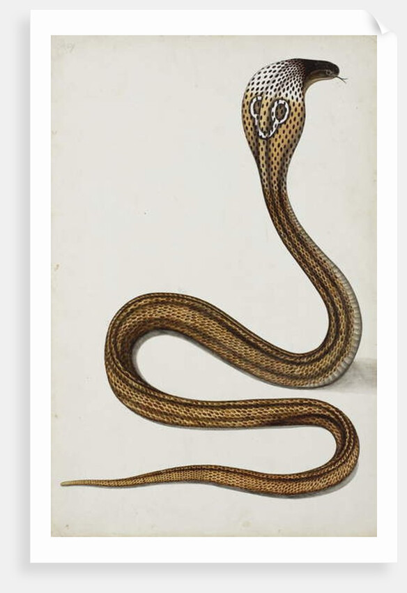 A cobra with hood spread, 1785-89 by Indian School