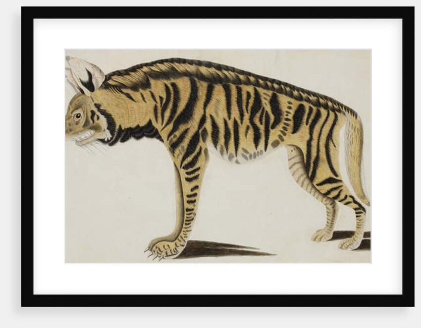 Hyena, after 1794 by Indian School