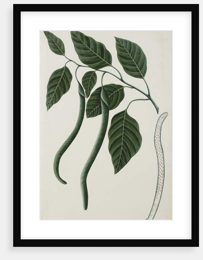 Fruit and leaves of one of the Bignoniaceae, 1785-89 by Indian School
