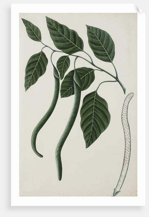 Fruit and leaves of one of the Bignoniaceae, 1785-89 by Indian School