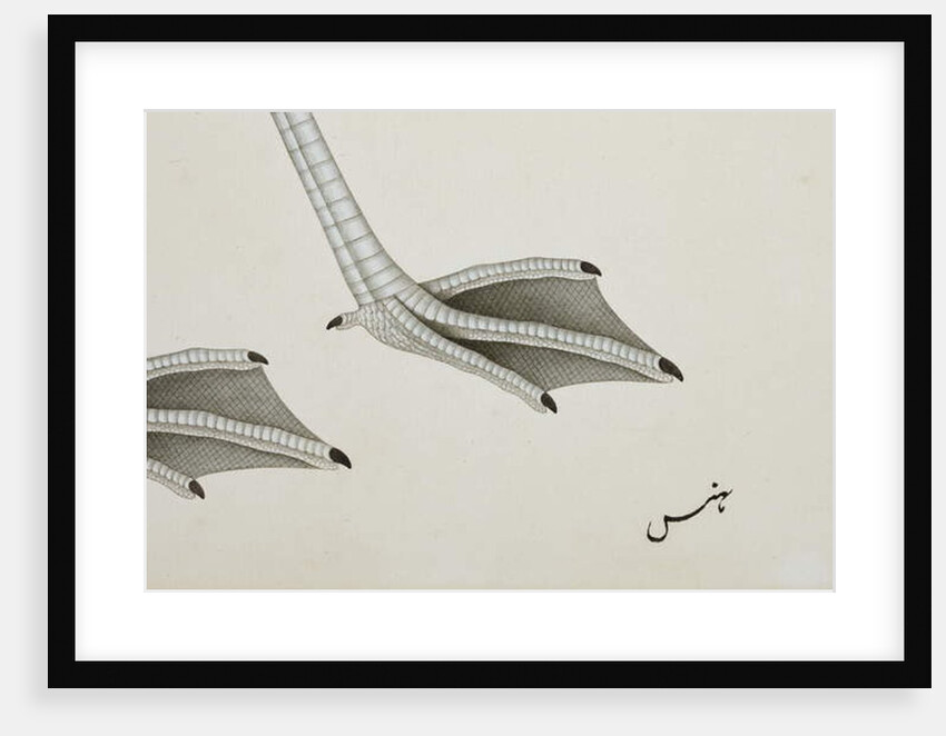 A flamingo, detail, c.1780 by Indian School