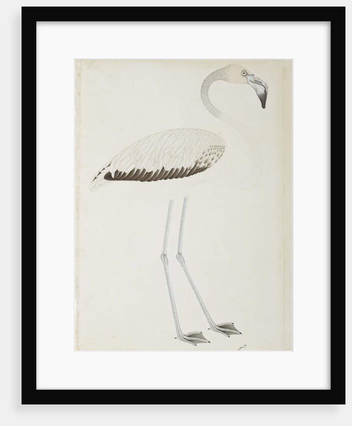 A flamingo, c.1780 by Indian School