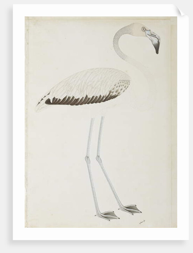 A flamingo, c.1780 by Indian School