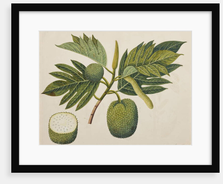 Breadfruit flower, foliage, and fruit, c.1820 by Indian School