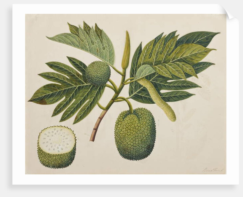 Breadfruit flower, foliage, and fruit, c.1820 by Indian School