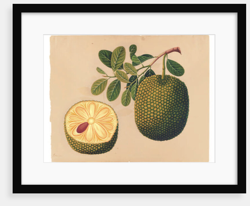 Durian Fruit and Foliage, c.1815 by Indian School