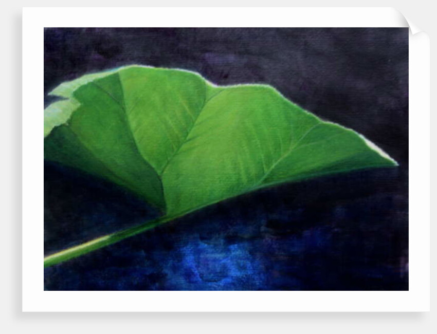 Gunnera Leaf by Lincoln Seligman