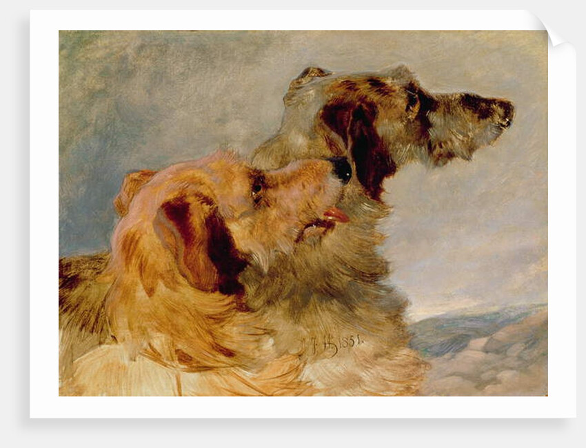 Two Deerhounds, 1851 by John Frederick Herring Snr