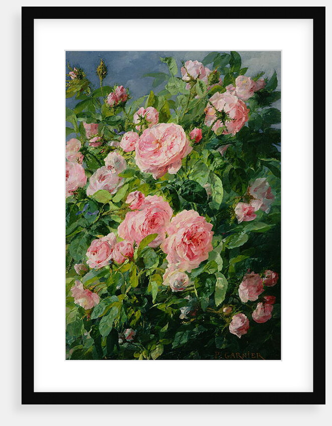 Pink Roses by Pierre Garnier