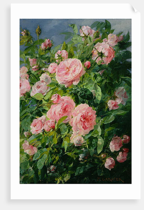 Pink Roses by Pierre Garnier