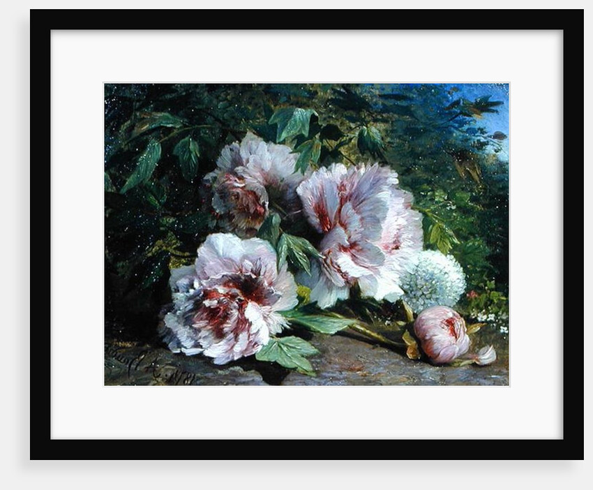 Study of Peonies, 1874 by Amedee Baudit