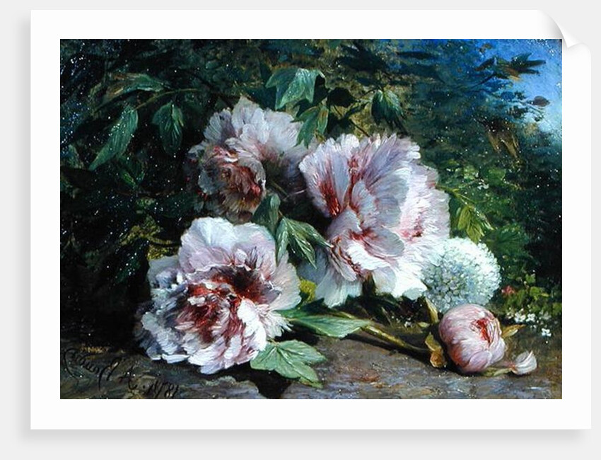 Study of Peonies, 1874 by Amedee Baudit