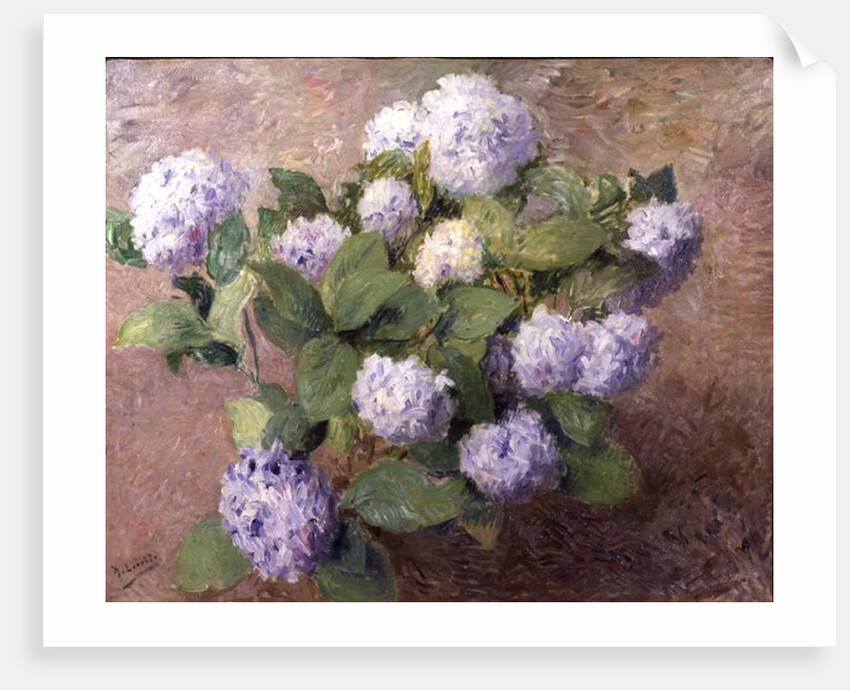 Blue Hydrangeas by Henri Lerolle