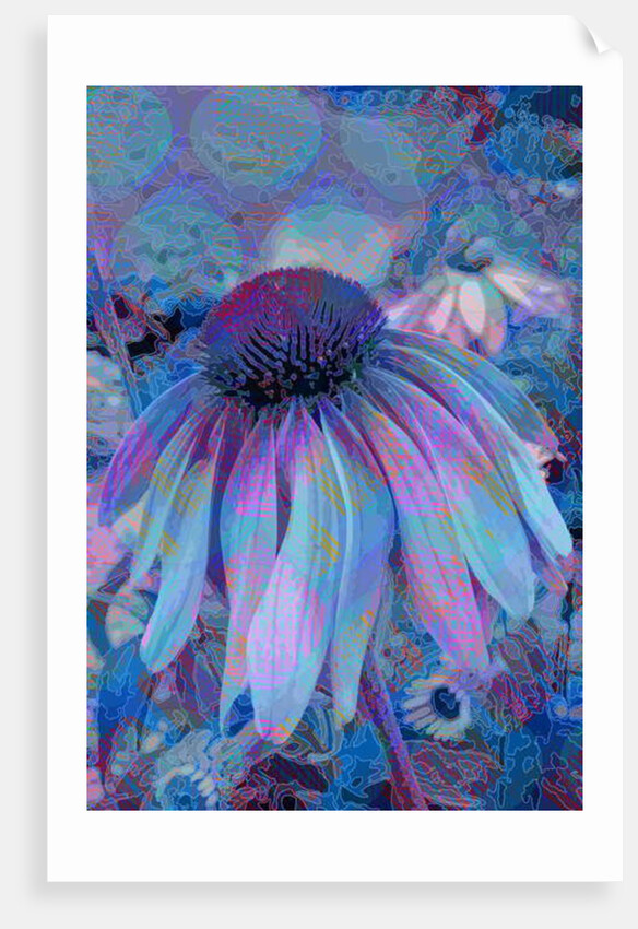 Cone Flower, 2015 by Scott J. Davis