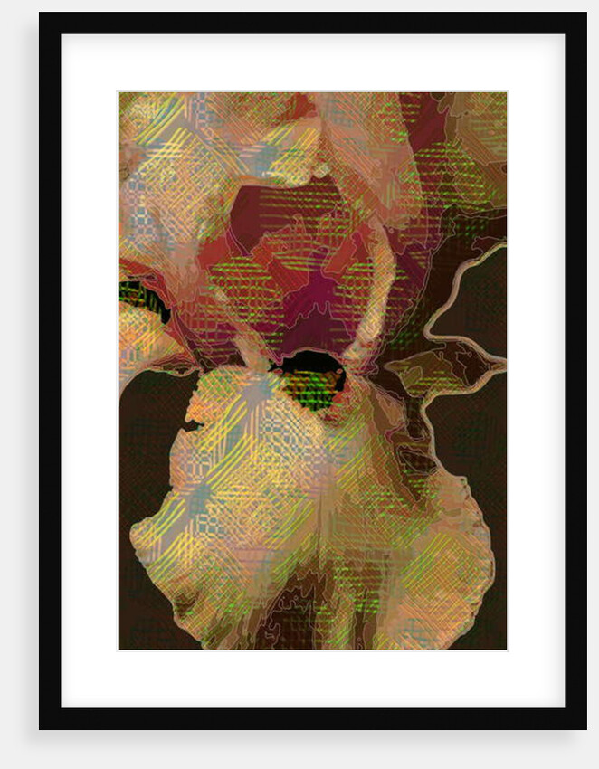 Bearded Iris, 2015 by Scott J. Davis