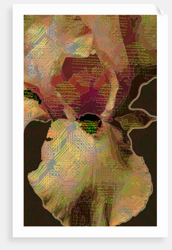 Bearded Iris, 2015 by Scott J. Davis