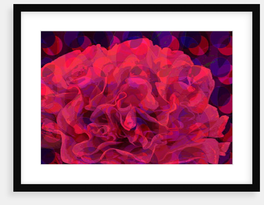 Carnation, 2010 by Scott J. Davis