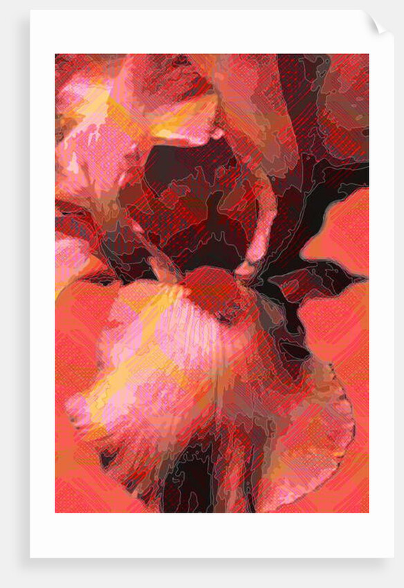 Orange Iris, 2013 by Scott J. Davis