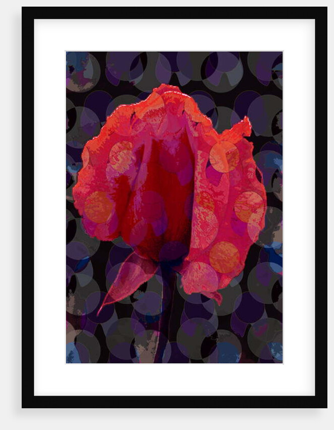 Tea Rose 3b, 2010 by Scott J. Davis