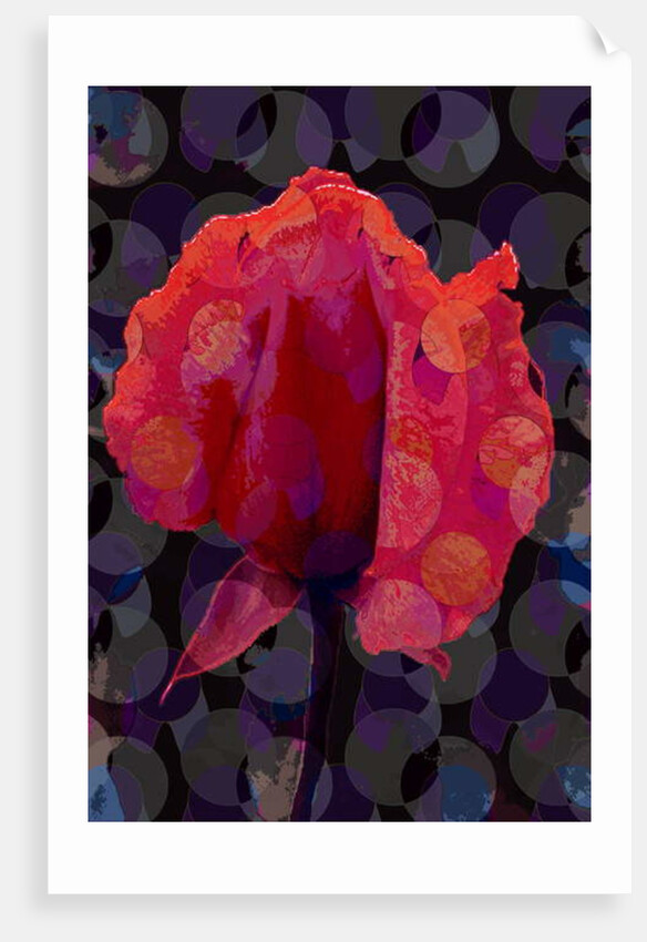 Tea Rose 3b, 2010 by Scott J. Davis