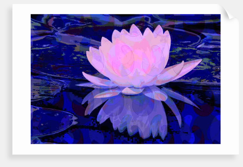 Pink Water Lily, 2011 by Scott J. Davis