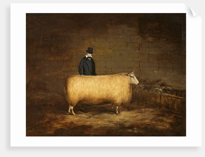 A Sheep and Its Owner by School English
