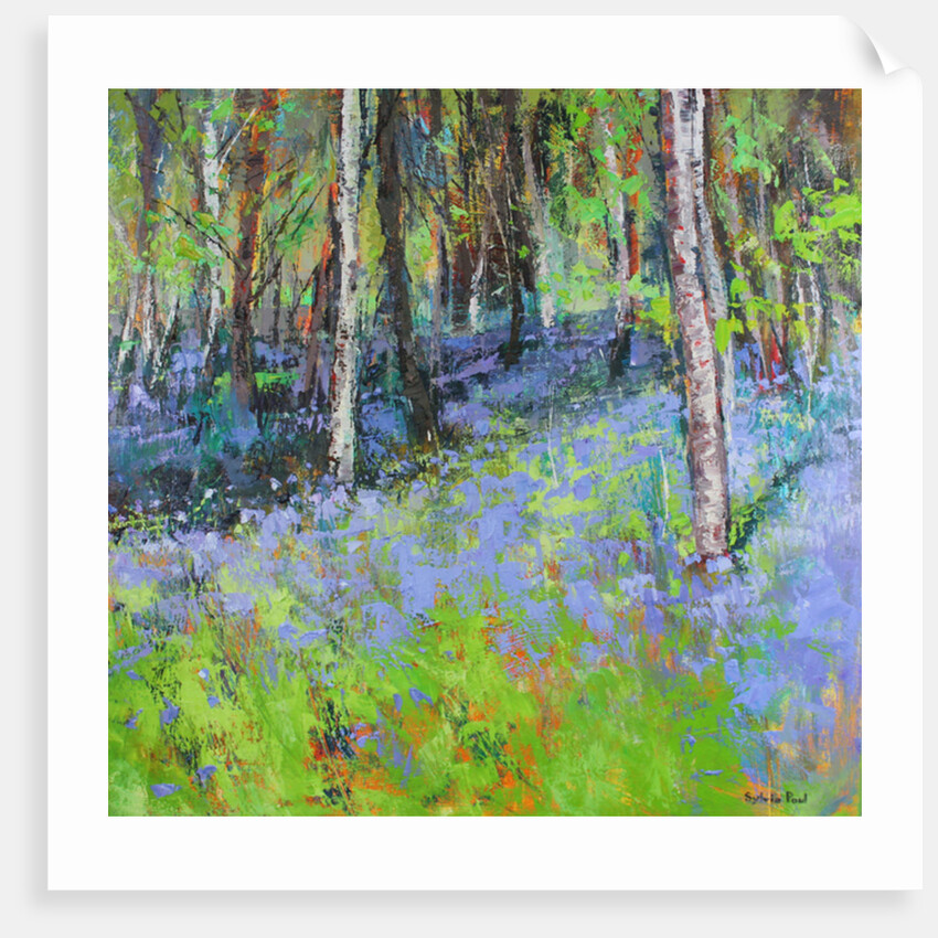 Bluebells and Birches, 2017 by Sylvia Paul
