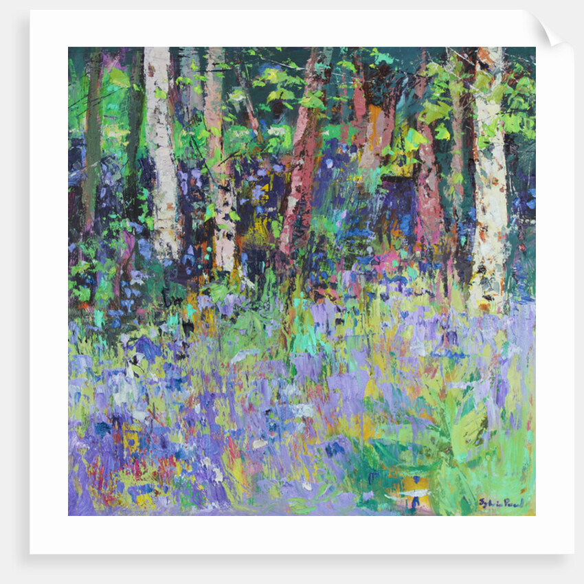 Bluebell Time, 2017 by Sylvia Paul