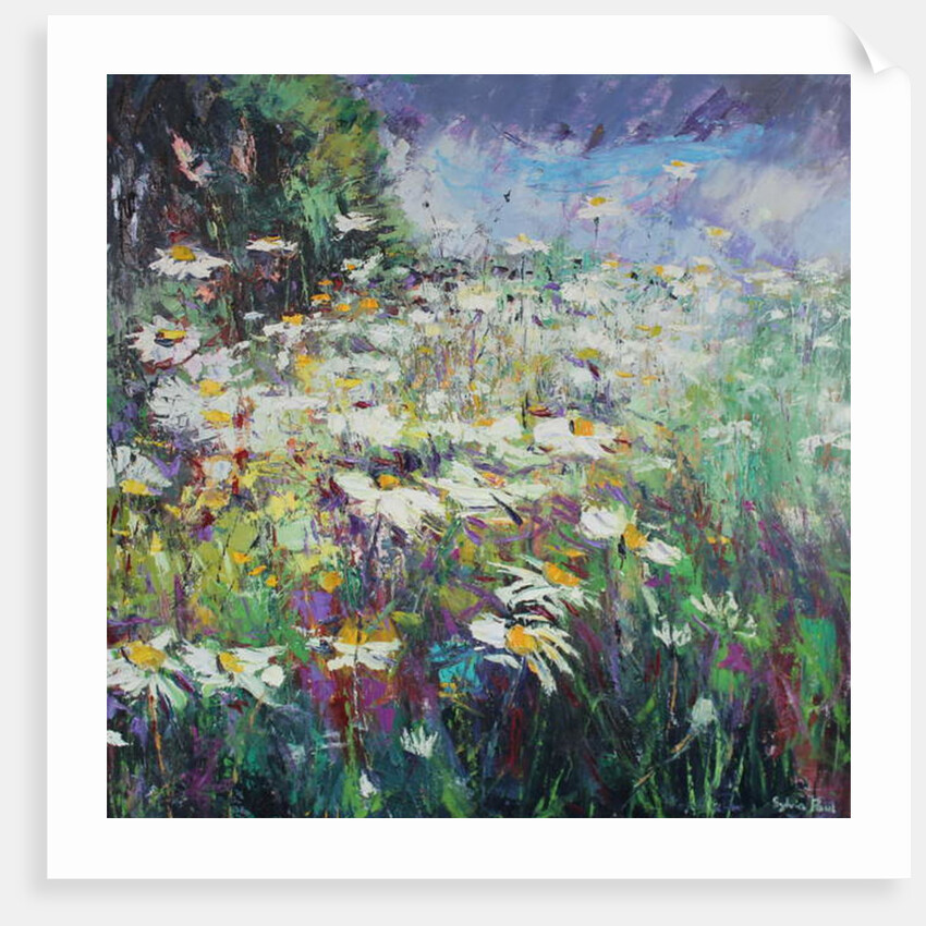 Daisy Meadow, 2017 by Sylvia Paul