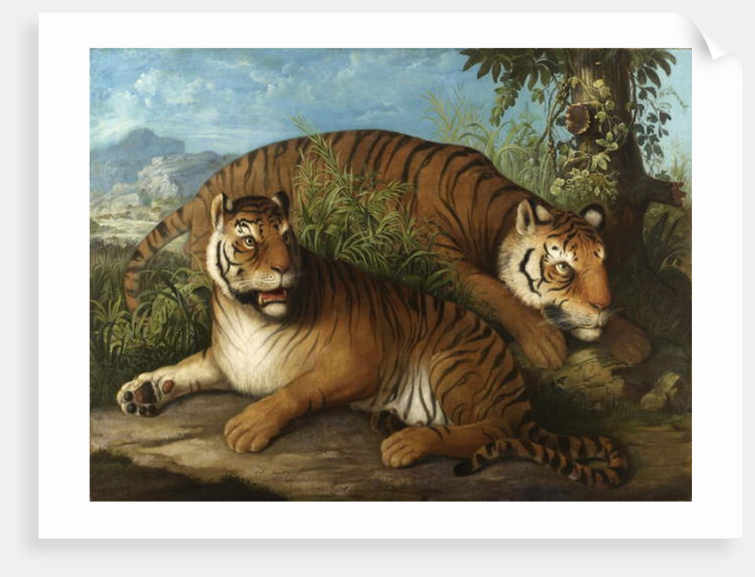 Royal Bengal Tigers by Johan Wenzel Peter