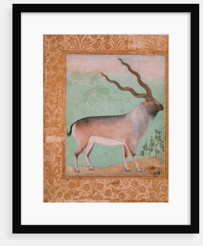Ibex, Mughal by Indian School