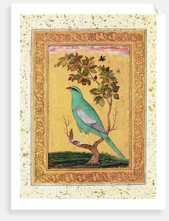 Green Bird, Mughal by Indian School