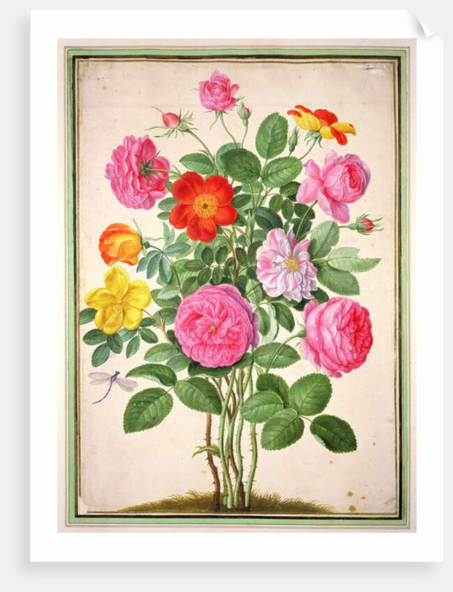 ose by Johann Jakob Walther